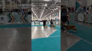 Евразия 17.11.2024 Кубок СНГ 2024 ринг шелти судья Донне Лукас, ЮАР