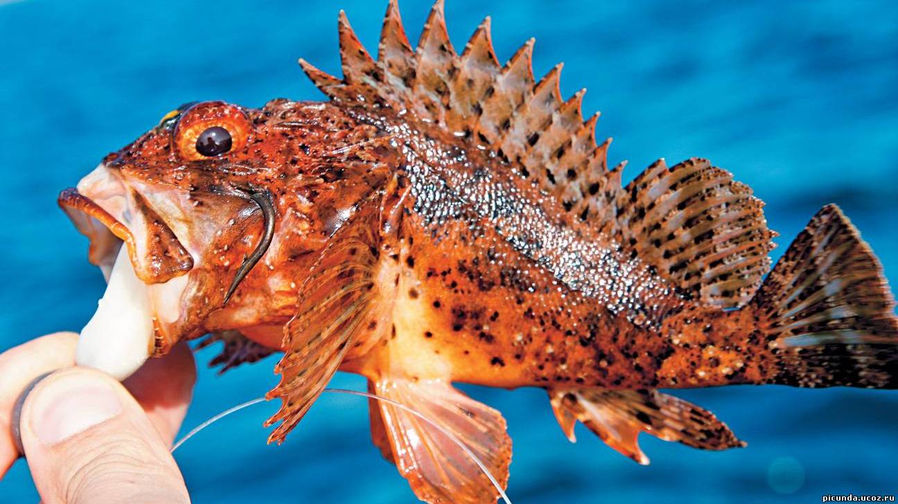 Black sea rock fishing. Чёрное море, Джубга. ловля скорпены и ласкиря на самодельную блесну