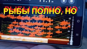 Рыбы полно, но...