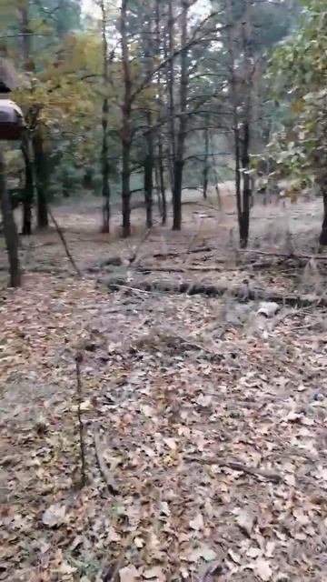 Кормушка для лося.#respect #shorts смотреть онлайн