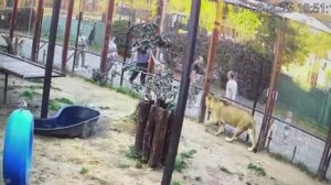 Шархан и Иван совместная прогулка 07.09.2025