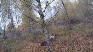 Вальдшнеп 2025 охота в Покров