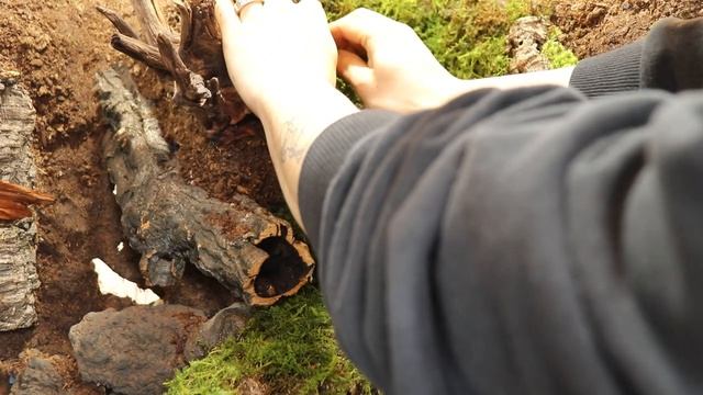 A Woody Valley Vampire Crab Paludaium _ Making A Paludarium