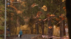 В Петрозаводске завершают благоустройство парка Беличий остров