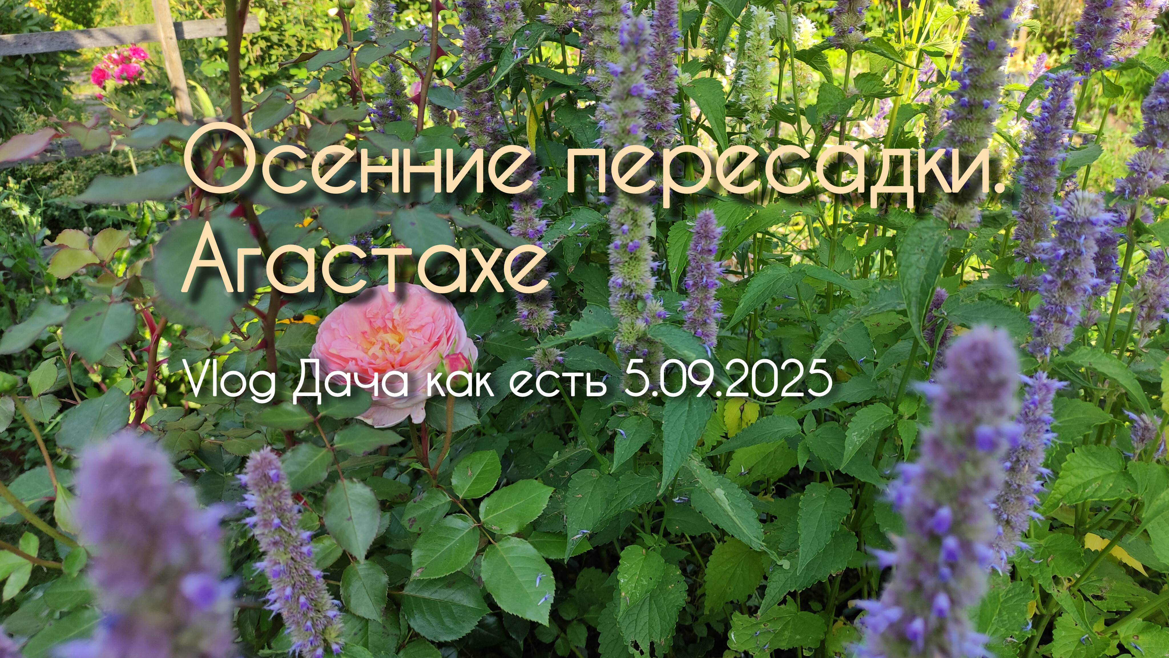 Осенние дачные хлопоты. Агастахе/ vlog дача как есть 5.09.2025