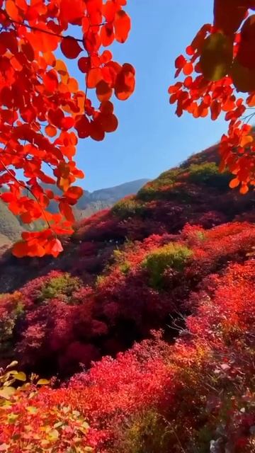 #видеооткрытка #видео #shortvideo #shorts #katyboro #video #videos #топ