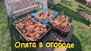 "Опята в огороде."#сад#огород#дача