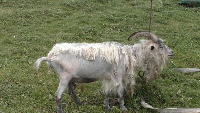 С матчевым удилищем за карпом !!! смотреть онлайн