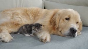 Бродячий котенок подружился с золотистым ретривером - 2025 год