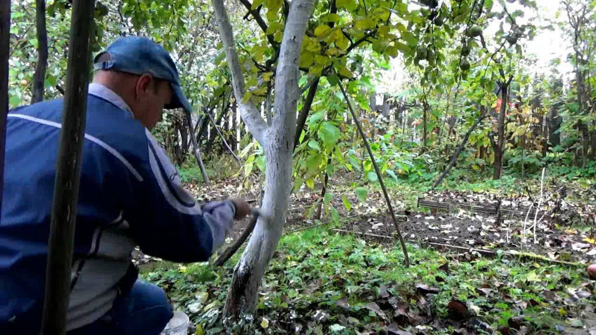 Побелка молодой груши в дачном саду