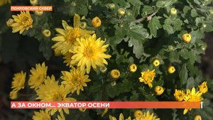 А за окном. 14 октября 2025