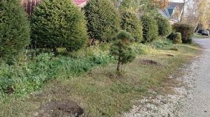 Пересадили наши сосны на новый участок. Октябрь 2025