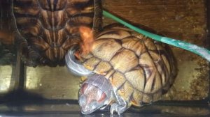 Красноухие черепахи ! 🐢 утро ☕ 14-10-2025
