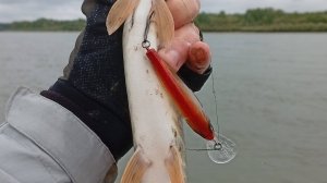 Распаковка посылки с воблерами German Fat Minnow 85F, TsuYoki и Kosadaka по заказу Fmagazin
