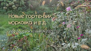 Новые гортензии, морковка и отчёт о сделанном / vlog дача как есть 7.09.2025