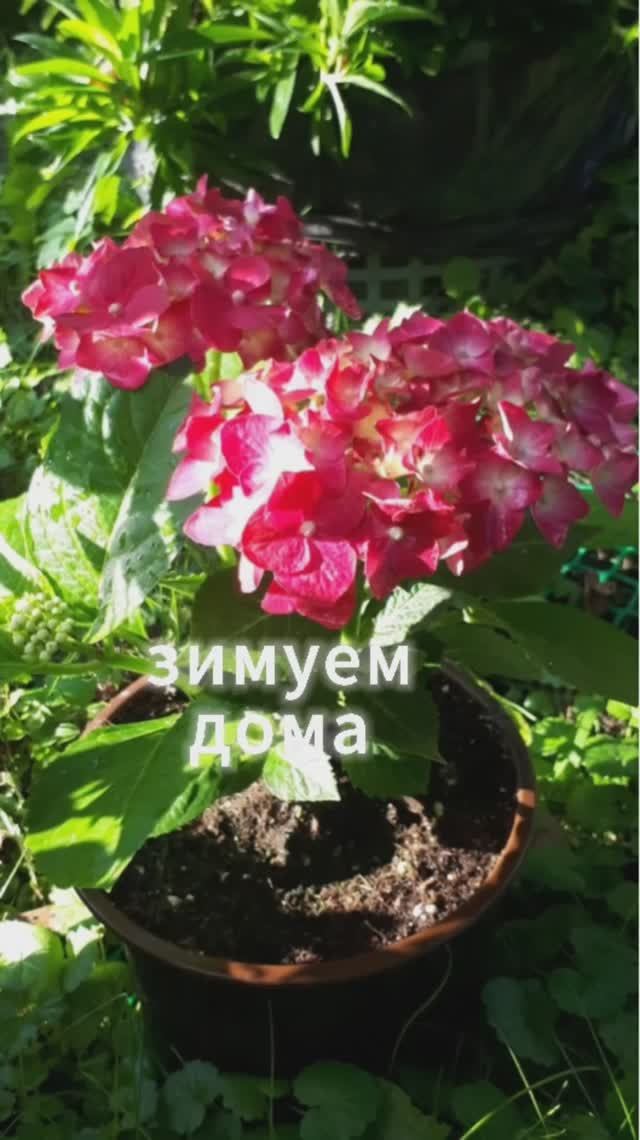 Состояние черенков от осеннего черенкования крупнолистной гортензии.