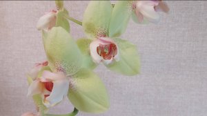 Шикарная орхидея от садовника Сонья!Патрик трилипс!И любимый антуриум Есенция!