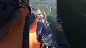 РОГОЖКИНО САЗАНЫ 7 10 25