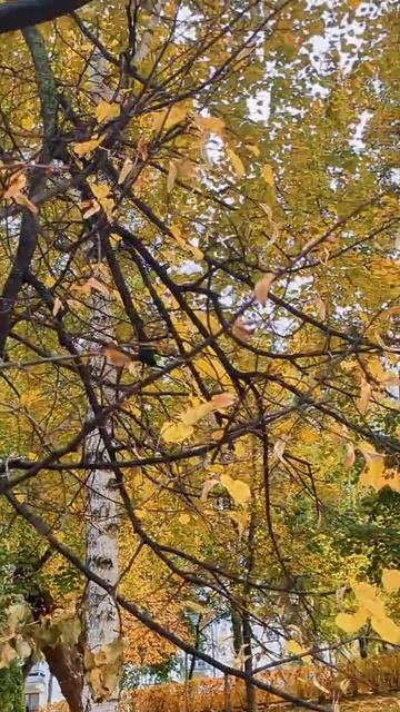 Золотая осень в Струковском саду смотреть онлайн