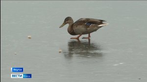 11:30 ВЕСТИ САХА 14/10/25 НА РУССКОМ ЯЗЫКЕ