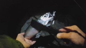 скумбрия и окунь на тонущие воблеры и стики