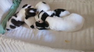 Щенки Смирны