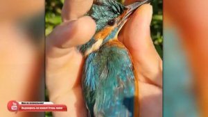 Вы Должны Это Увидеть! Случаи с Животными Которые Реально Взорвали Интернет!