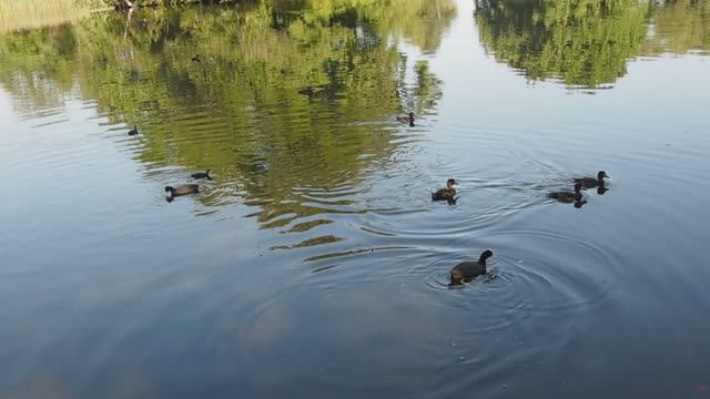 Утки на пруду в Петергофе (Санкт-Петербург).