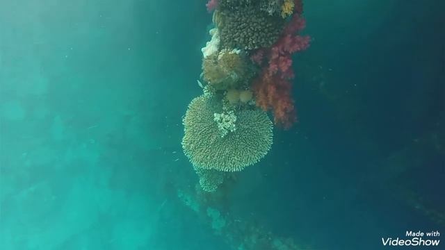 Подводный мир у отеля SUNRISE Holidays Resort смотреть онлайн