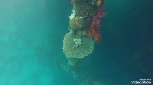 Подводный мир у отеля SUNRISE Holidays Resort