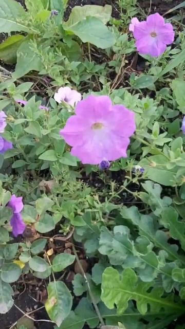 ДНР. Харцызск. 12.10.2025. Цветы у дома. Кермек выемчатый и петуния