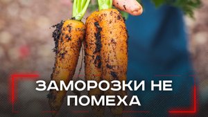 Грядки живут в мороз: какие корнеплоды можно не убирать до первых снегов — секреты садовода