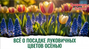 Технология, как высадить осенью луковицы тюльпанов, лилий