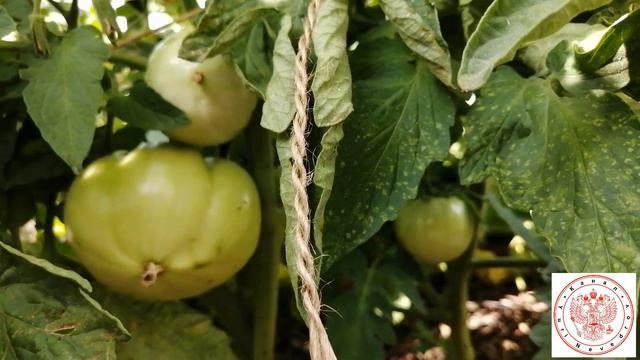 Помидоры смотреть онлайн