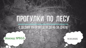 Прогулки по лесу. День за днем с дедом Многоведом. 11 октября 2025г. Эпизод 955.