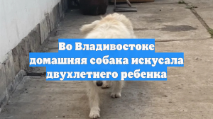 Во Владивостоке домашняя собака искусала двухлетнего ребенка