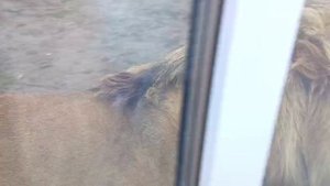 PGIZ5742 Шархан Сольное выступление 14.10.2025 Видео от опекуна Светланы