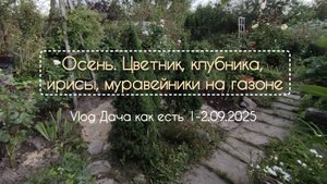 Осень. Новый старый цветник, клубника и ирисы/ vlog дача как есть 1-2.09.2025