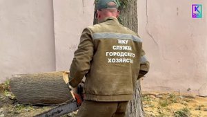 В переулке Кооперативный спилили аварийные деревья