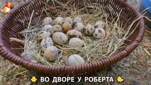 Содержание кур в домашних условиях и других птиц во дворе у Роберта 🐣🐤🦆🐔🪿🦃 (301)
