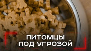 Как корм для питомца может привести к панкреатиту: ветеринары раскрывают важный секрет