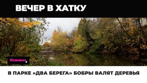 В ПАРКЕ «ДВА БЕРЕГА» БОБРЫ ВАЛЯТ ДЕРЕВЬЯ