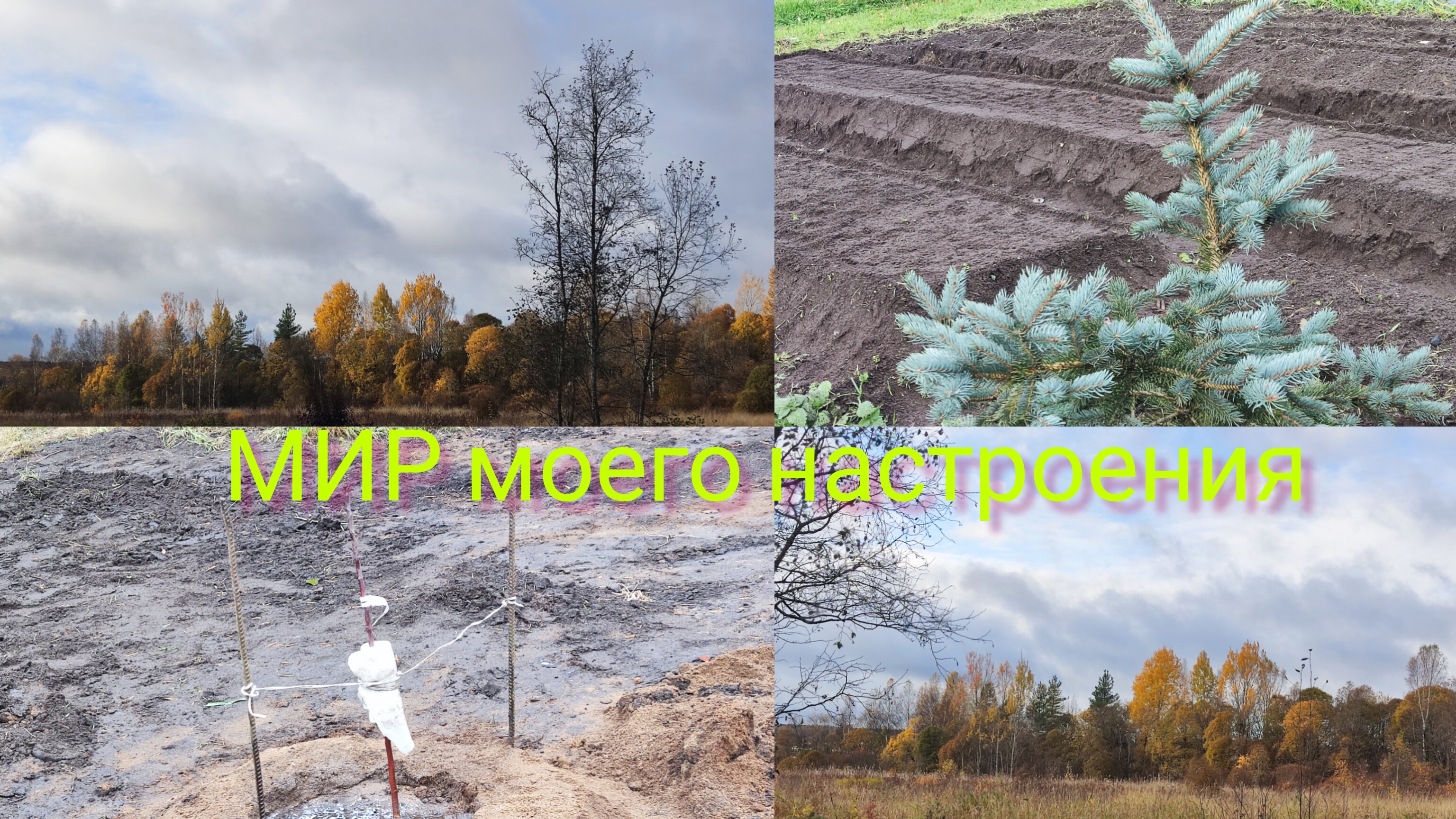 12.10.25 Дача Выборг.Посадили яблоню и чеснок.Осенние краски в саду