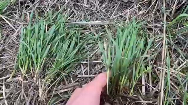 Анализ почвы после обработки барматухой.