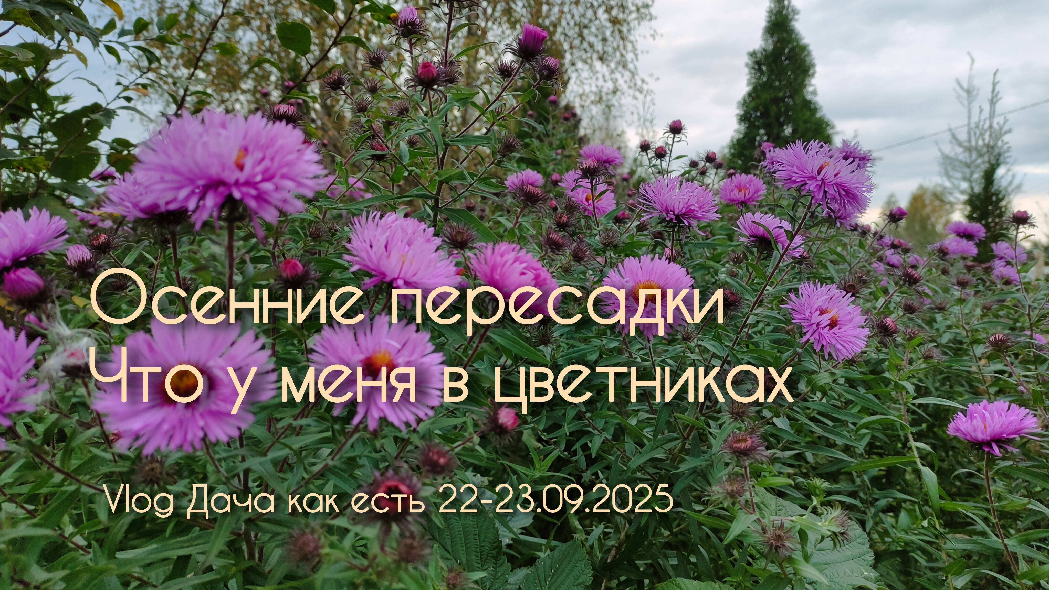 Осень. Пересадки. Цветники. Планы / Vlog Дача как есть 22-23.09.2025
