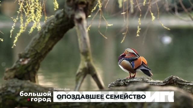 ОПОЗДАВШЕЕ СЕМЕЙСТВО. Большой город 14102025