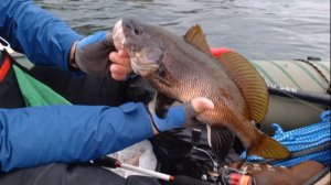 Ловля Окуня Каменного и ласкиря с сапборда.Рыбалка в Крыму Ялта