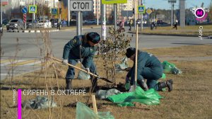 Посадка сирени - Сургут