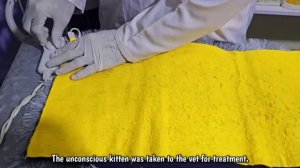 Бродячая кошка запрыгнула в машину к человеку, чтоб пристроить котёнка