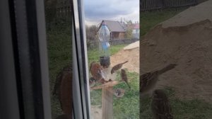 птицы на кормушке, очень густо, очень интересно!!!